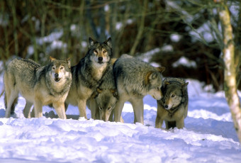 Картинка животные волки +койоты +шакалы лес зима снег стая