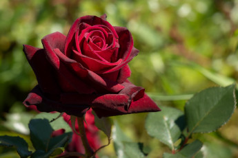 Картинка цветы розы бордо