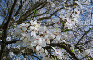 обоя цветы, цветущие деревья ,  кустарники, весна, 2010