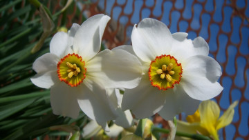 обоя цветы, нарциссы, весна, 2010
