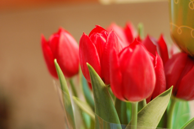 Обои картинки фото цветы, тюльпаны, букет, красные