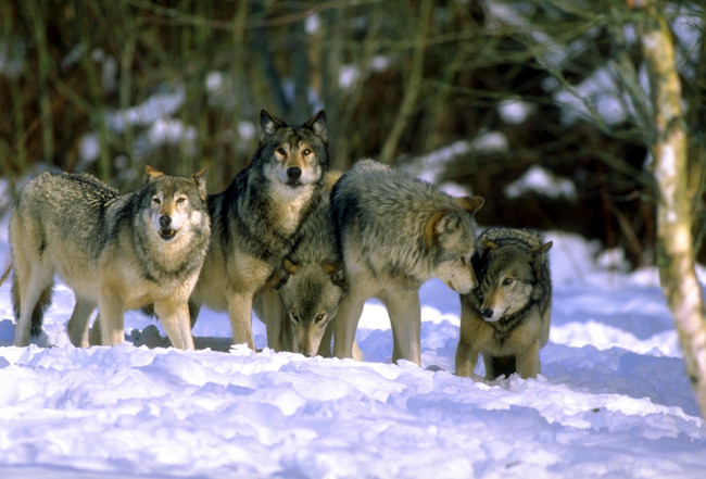 Обои картинки фото животные, волки,  койоты,  шакалы, лес, зима, снег, стая