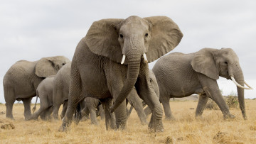 Картинка животные слоны стадо агрессия бивни африка слоновые хоботные млекопитающие