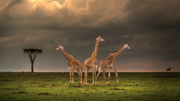 Картинка животные жирафы три вечер савана млекопитающие парнокопытные жирафовые шея африка