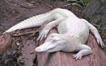 Картинка крокодил+альбинос животные крокодилы крокодил альбинос белый аномалия пресмыкающиеся хищник