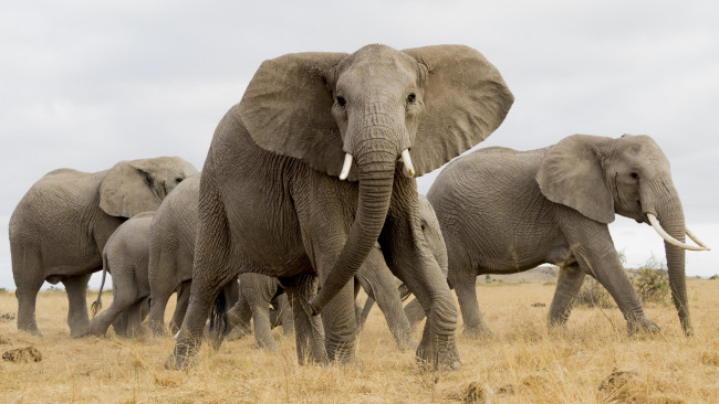 Обои картинки фото животные, слоны, стадо, агрессия, бивни, африка, слоновые, хоботные, млекопитающие