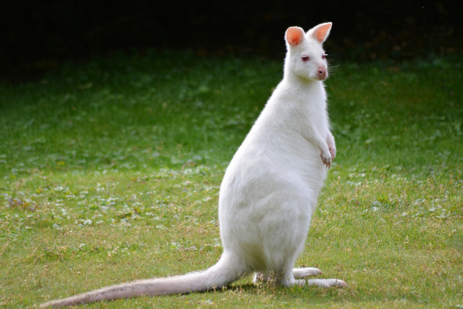 Обои картинки фото кенгуру альбинос, животные, кенгуру, альбинос, белая, хвост, млекопитающее, сумчатые