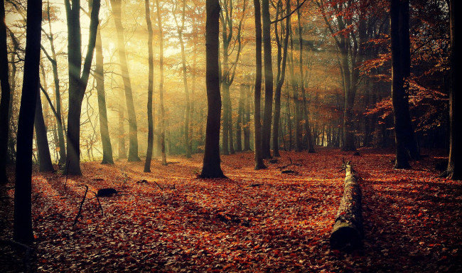 Обои картинки фото природа, лес, листья, осень, бревно