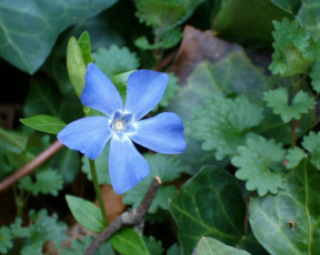 Картинка blue flower цветы барвинок