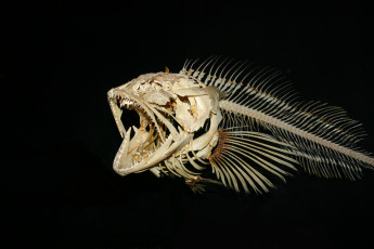 Картинка разное кости рентген fishing skellet museum fish