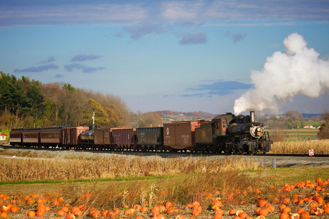 Обои картинки фото техника, паровозы, поле, состав, поезд