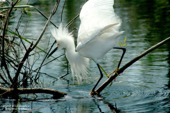 Картинка животные цапли белый перья