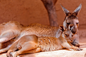 Картинка животные кенгуру мама малыш