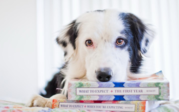 Картинка животные собаки книги взгляд собака