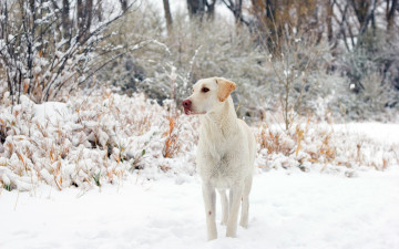 Картинка животные собаки собака друг зима