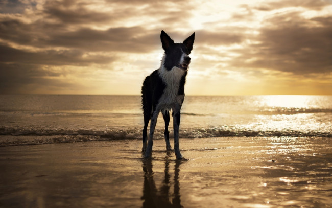 Обои картинки фото животные, собаки, пляж, собака, fort, myers, beach, florida, usa