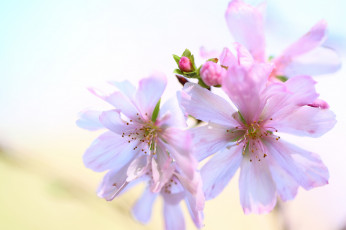 Картинка цветы цветущие+деревья+ +кустарники бело-розовые бутоны фон