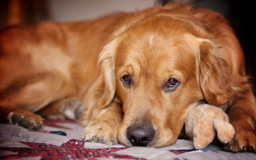 Картинка животные собаки грусть