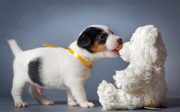 Картинка животные собаки игрушка