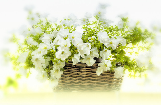 Обои картинки фото цветы, петунии,  калибрахоа, корзина, белые