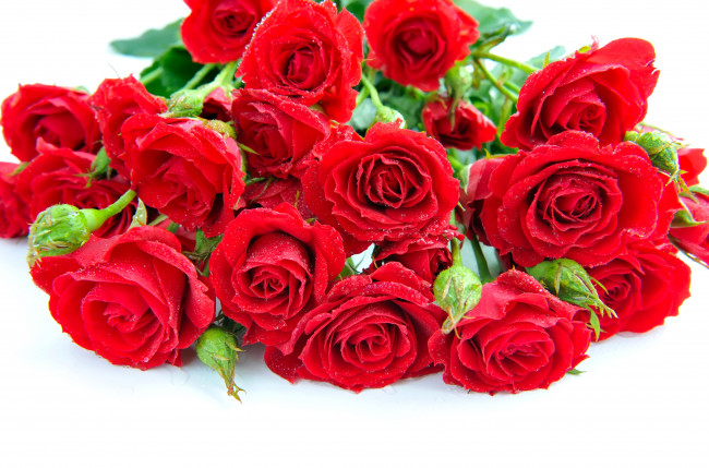 Обои картинки фото цветы, розы, красные, букет, лепестки, капли, белый, фон