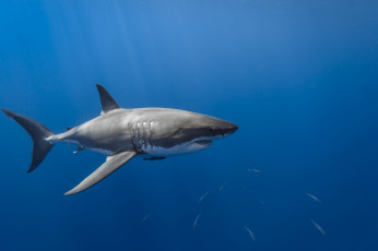 Картинка животные акулы океан акула глубина
