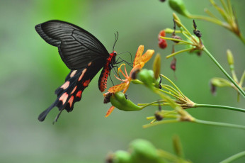 Картинка животные бабочки +мотыльки +моли крылья мотылек бабочка растение насекомое цветок