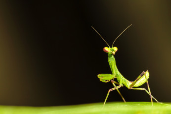 Картинка животные богомолы богомол усики поверхность лист зеленый насекомое