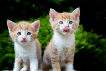 Картинка животные коты котята рыжие пара