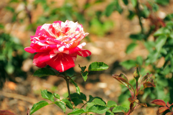 Картинка цветы розы пестрый одиночка