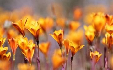 Картинка цветы амариллисы +гиппеаструмы желтые поле