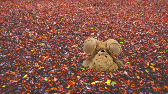 Обои картинки фото разное, игрушки, мишка, осень, листья