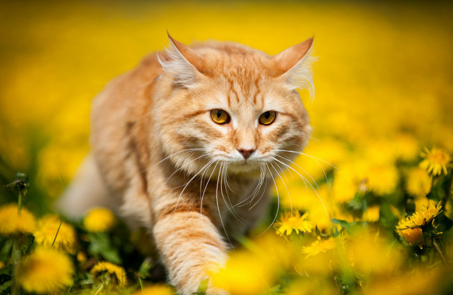 Обои картинки фото животные, коты, кот, весна, природа, цветы, желтые, одуванчики, рыжий