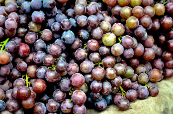 Картинка еда виноград много урожай