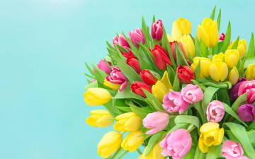 обоя цветы, тюльпаны, букет, бутоны, разноцветные