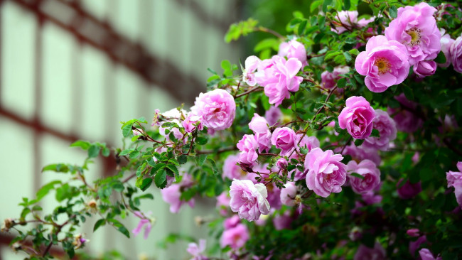 Обои картинки фото цветы, розы, куст, розовые