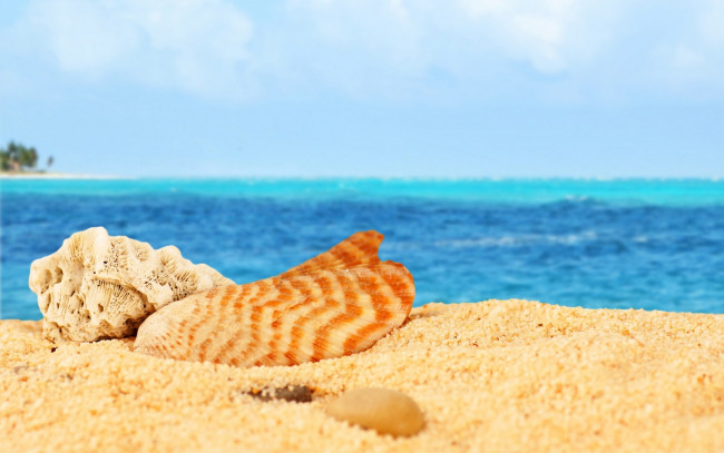 Обои картинки фото разное, ракушки,  кораллы,  декоративные и spa-камни, песок, море