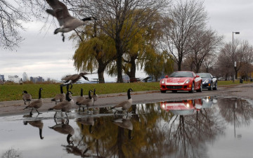 Картинка автомобили ferrari