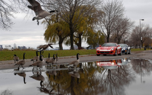 Обои картинки фото автомобили, ferrari