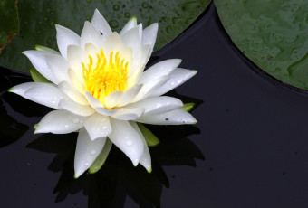 Картинка цветы лилии водяные нимфеи кувшинки большой вода белый