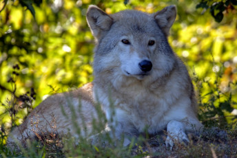 Картинка животные волки хищник спокойствие