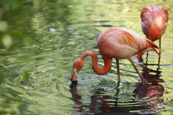 обоя животные, фламинго, розовый, вода, перья