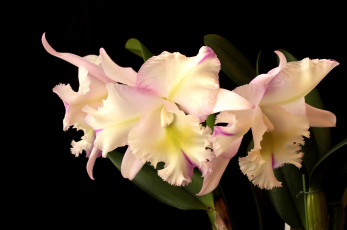 Картинка цветы орхидеи бледно-розовый
