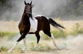 Картинка животные лошади конь лошадь пегий бег рысь