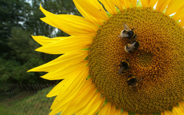 Картинка животные пчелы осы шмели подсолнух