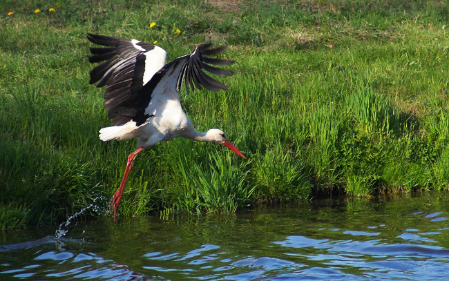 Обои картинки фото животные, аисты, вода, птица, крылья, трава