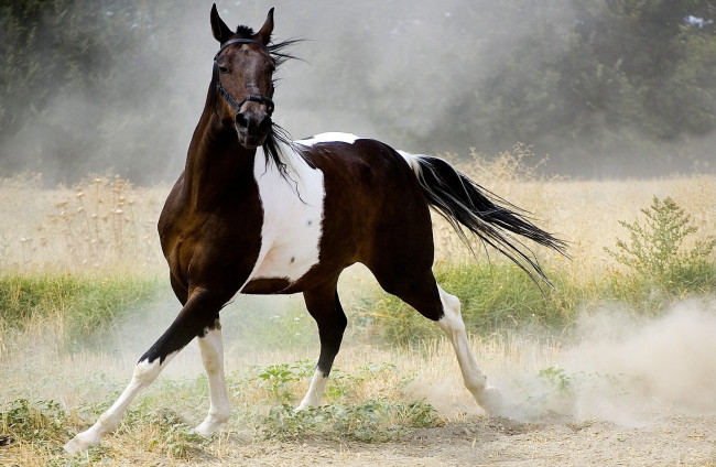Обои картинки фото животные, лошади, конь, лошадь, пегий, бег, рысь