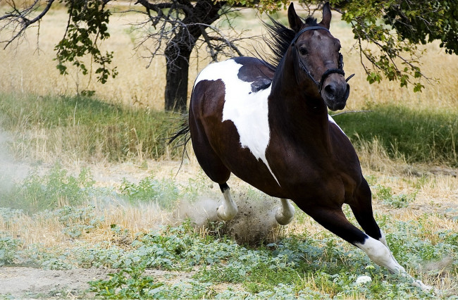 Обои картинки фото животные, лошади, конь, лошадь, пегий, бег, галоп