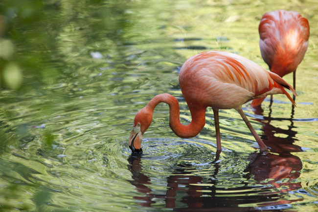 Обои картинки фото животные, фламинго, розовый, вода, перья