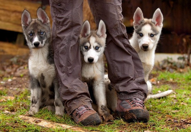 Обои картинки фото животные, собаки, щенок, dog